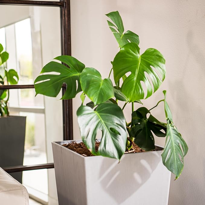 XBrand Modern 30-Inch Tall Square Planter, Tapered, Perfect for Indoor & Outdoor, Patio Decor, Set of 2, Gray